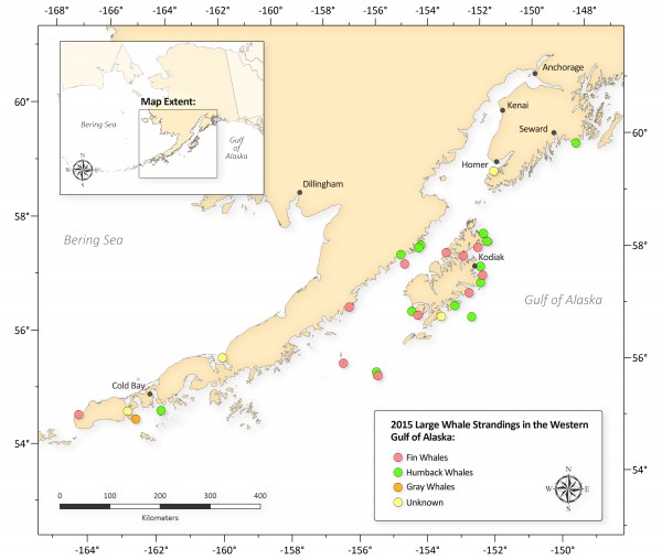 NOAA Fisheries is declaring the recent deaths of 30 large whales in the Gulf of Alaska an unusual mortality event, triggering a focused, expert investigation into the cause. Graph: NOAA.