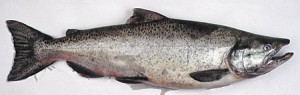 Chinook salmon. Photo: Alaska Department of Fish and Game.