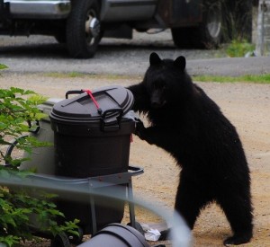 One of the many bears to have figured out the nuances of the bungee cord. (Photo by Rita Leighton, shared via KRBD)