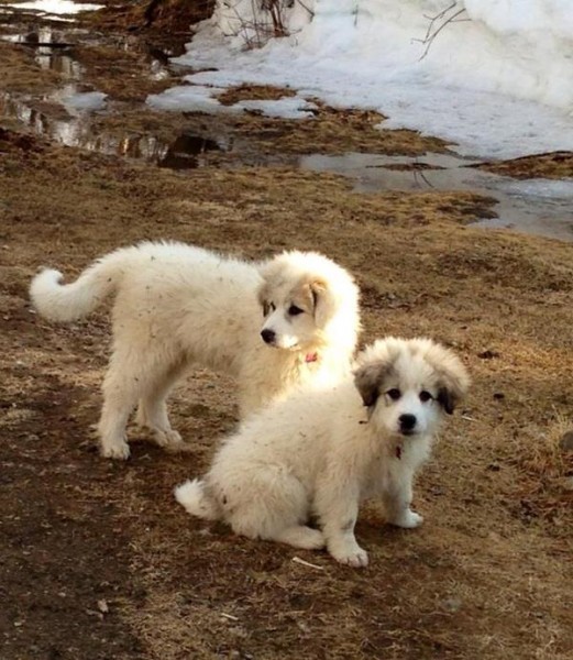Ivy and Hazel as puppies. Photo shared via KDLG.org.