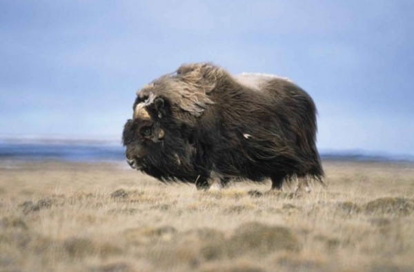 A bull musk ox. Photo: Tim Bowman, U.S. Fish and Wildlife Service.