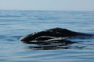A right whale in the southeastern Bering Sea in 2005. Photo: Brenda Rone/NOAA Fisheries.