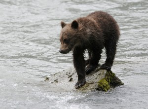 A bear cub on the Chilkoot River in 2010. (Ray Morris/Flickr Creative Commons)
