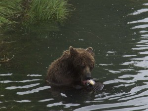 A brown bear sow fishes in the McNeil River sanctuary. Photo: Lora Jorgensen