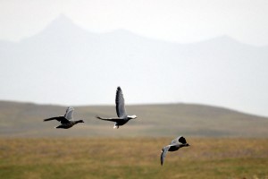Emperor geese at Izembek National Wildlife Refuge. (Photo via FWS)