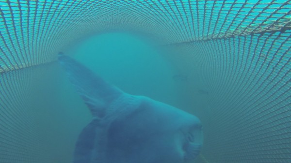 An ocean sunfish is captured in research trawl in July 2015. (Image courtesy of National Oceanic and Atmospheric Administration)