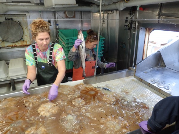 Sorting a catch from the trawl net. Researchers hold walleye pollock over brown jellyfish. (Alex Andrews/NOAA/ABL)