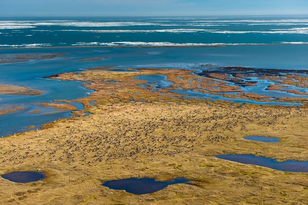 Members of the Central Arctic Caribou Herd congregate at the edge of the Arctic Ocean to escape the pressure from myriads of mosquitoes. A cold breeze from the ocean helps to keep mosquitoes down. This area of the Canning River Delta was slated for oil development. (Photo courtesy of Florian Schulz and the Anchorage Museum).