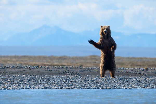 Curious grizzly investigates a unfamiliar shape as it patrols the edge of the Canning River, Arctic Refuge, Alaskan Arctic (Photo courtesy of Florian Schulz and the Anchorage Museum)