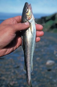 Arctic cod. Photo: Robin West/U.S. Fish and Wildlife Service.