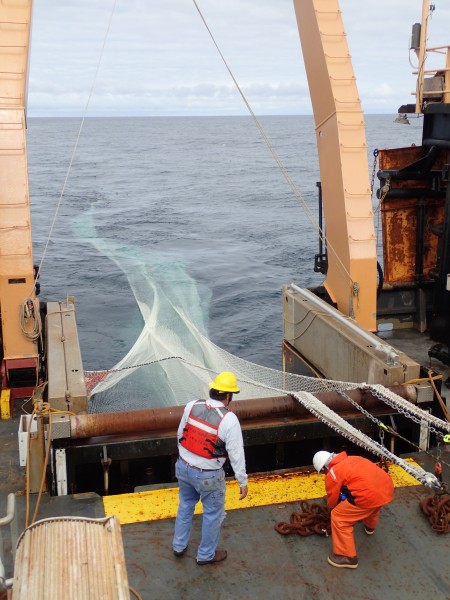  Deploying the fishing net (Alex Andrews/NOAA/ABL)