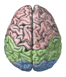 "Cerebral lobes" by derivative work of this - Gutenberg Encyclopedia. Licensed under CC BY-SA 3.0 via Wikimedia Commons 