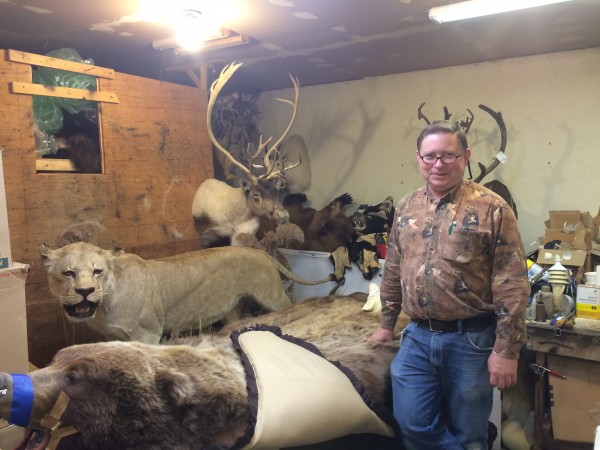 Larry Golden has been a taxidermist since he sent of for a $10 how-to kit when he was 10. Photo: Monica Gokey/KSKA.