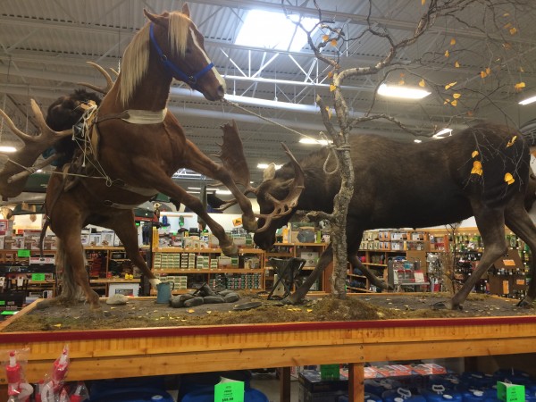 In taxidermy lingo, a display with more than one animal is called a "dynamic mount." They're especially difficult because the animals' body language should compliment each other. This piece by Larry and Micah Golden is on display at Sportsman's Warehouse in Wasilla. Photo: Monica Gokey/KSKA.