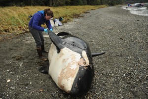 NOAA Fisheries marine mammal expert Sadie Wright examines the carcass of a killer whale discovered near Petersburg, Alaska. (Photo: NOAA Fisheries/John Moran)