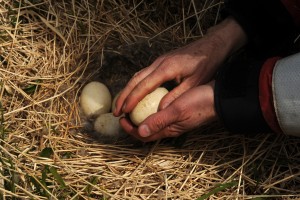 Biologist Jeff Williams checks the eggs in an Aleutian Canada goose nest on Attu Island as the US Fish and Wildlife Service research boat R/V Tiglax stops at the western most of the Aleutian Islands on Wednesday, June 3, 2015. (Bob Hallinen / Alaska Dispatch News)