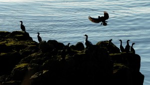 A cormorant comes in for a landing near a rookery. (Bob Hallinen / Alaska Dispatch News)