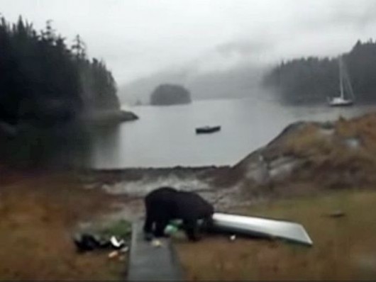 Still from Mary Maley’s video of a black bear in Berg Bay eating her kayak.