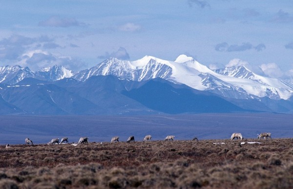 Caribou graze on the coastal plain of the Arctic National Wildlife Refuge, with snowcapped peaks of the Brooks Range as a backdrop. (USFWS)
