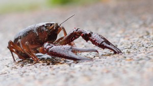Crayfish. Photo by coniferconifer / flickr