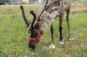 A reindeer at the Midnite Sun Reindeer Ranch in Nome. (Photo: Mitch Borden, KNOM)