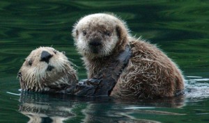 Sea Otters. (U.S. Fish & Wildlife photo)
