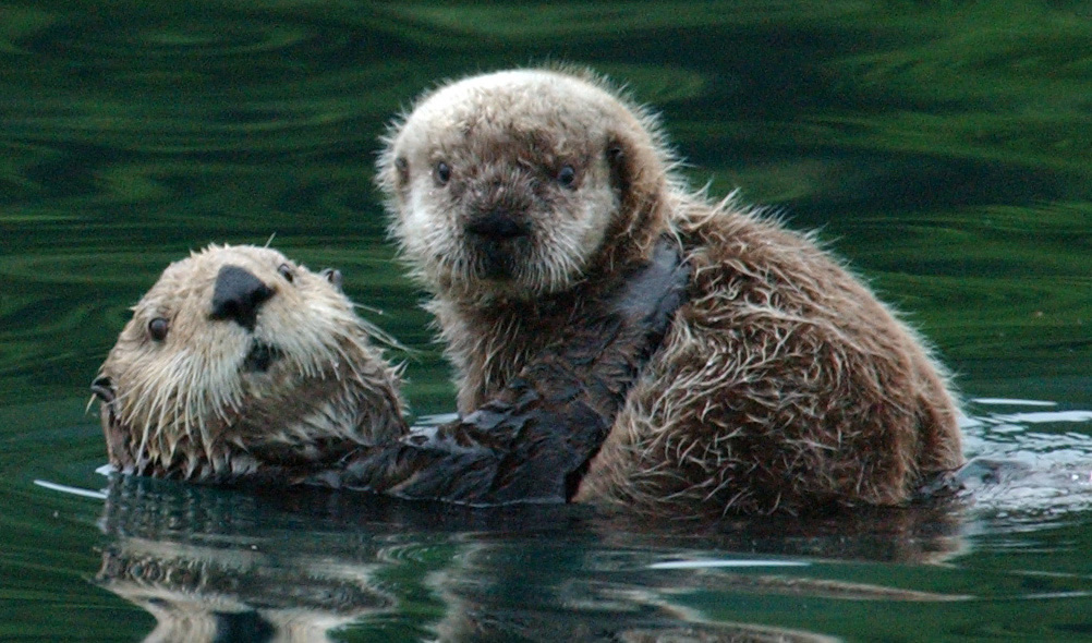 Kachemak sea otter deaths under investigation; Authorities seek public's  help - Alaska Public Media