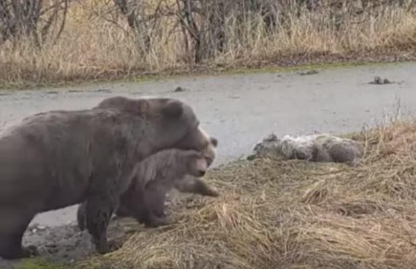 The mother bear, 451, returns with her healthy cub to where her female cub (right) lay dying or dead. CREDIT EXPLORE.ORG