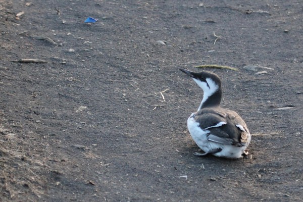 A murre too weak to fly near the head of Kalsin Bay. Photo: Robin Corcoran/USFWS.