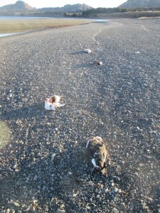 Four dead, scavenged murre carcasses at the head of Kalsin Bay. Photo: Robin Corcoran/USFWS.