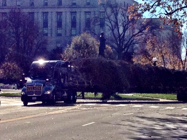 The tree makes its final turn at the Capitol