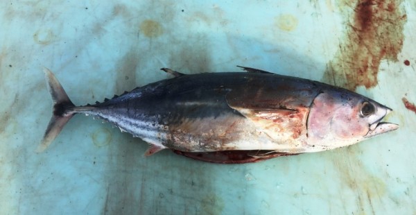 A skipjack tuna found by Gary Johnson near the Tsiu River Sept. 7. (Photo courtesy of Nicole Zeiser/Alaska Department of Fish and Game)