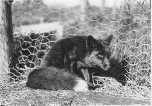 The silver black fox was the money crop for Kasilof fox farmers, as black fox fur was all the rage among high society in the early 1900s. (Photo by Merle LaVoy, courtesy of the Kasilof Historical Association.)