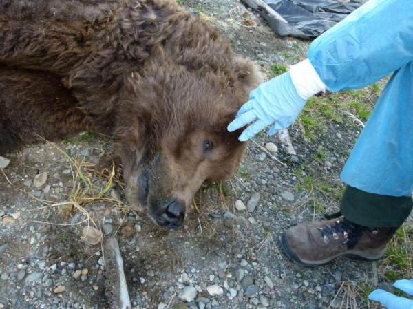 Rangres perform a field necropsy; other, more graphic photos document rangers cutting into the bear's neck and abdominal area. PHOTO: NPS