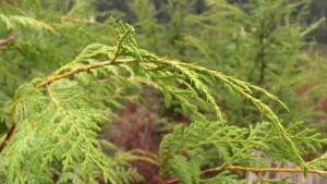 A young yellow cedar branch. (Video still by David Purdy/KTOO)