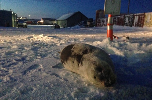 The bearded seal made its way of out the iced-in port up into a parking lot. Photo: Emily Russell, KNOM.