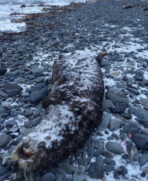 A dead sea otter on the beach at the Homer Spit on December 22, 2015. Photo: Daysha Eaton/KBBI-Homer.