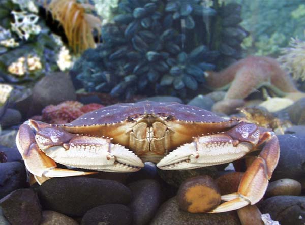 Dungeness crab. (NOAA photo)