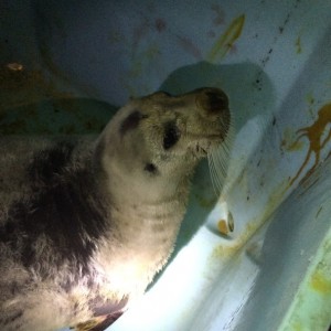 The seal was held overnight at Nome’s Public Safety Building. Photo: Mitch Borden/KNOM.