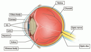 eye-anatomy-2012_650