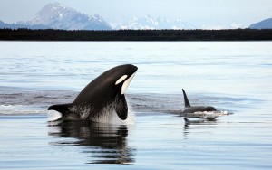 Orcas. Photo: Christopher Michel via Flickr Creative Commons.