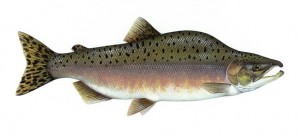 Pink salmon. U.S. Fish and Wildlife image.