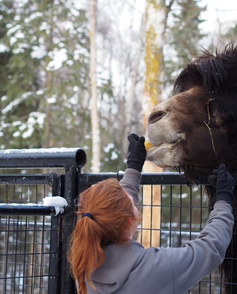 Angelica Evans feeds fruit to a male Bactrian camel. Photo: Zachariah Hughes, APM.