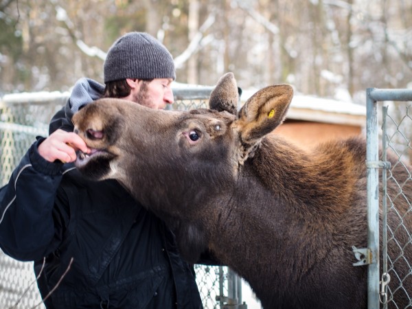Zookeeper Timothy Lescher feeds a frozen banana to Uncle Fudge, a one-year-old moose he's helped raise. Photo: Zachariah Hughes, APM.