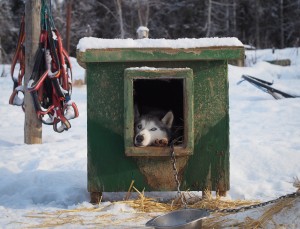 Alaskan Kennel's Siberian Huskies are versetile enough athletes to run in short sprint races, as well as long-distance endurance races. Photo: Zachariah Hughes, Alaska Public Media.