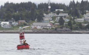 Sea lions sit on a buoy in front of Angoon May 31, 2014. (James Brooks photo)