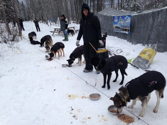 Brent Sass feeding his dogs. (Photo by Molly Rettig, KUAC - Fairbanks)