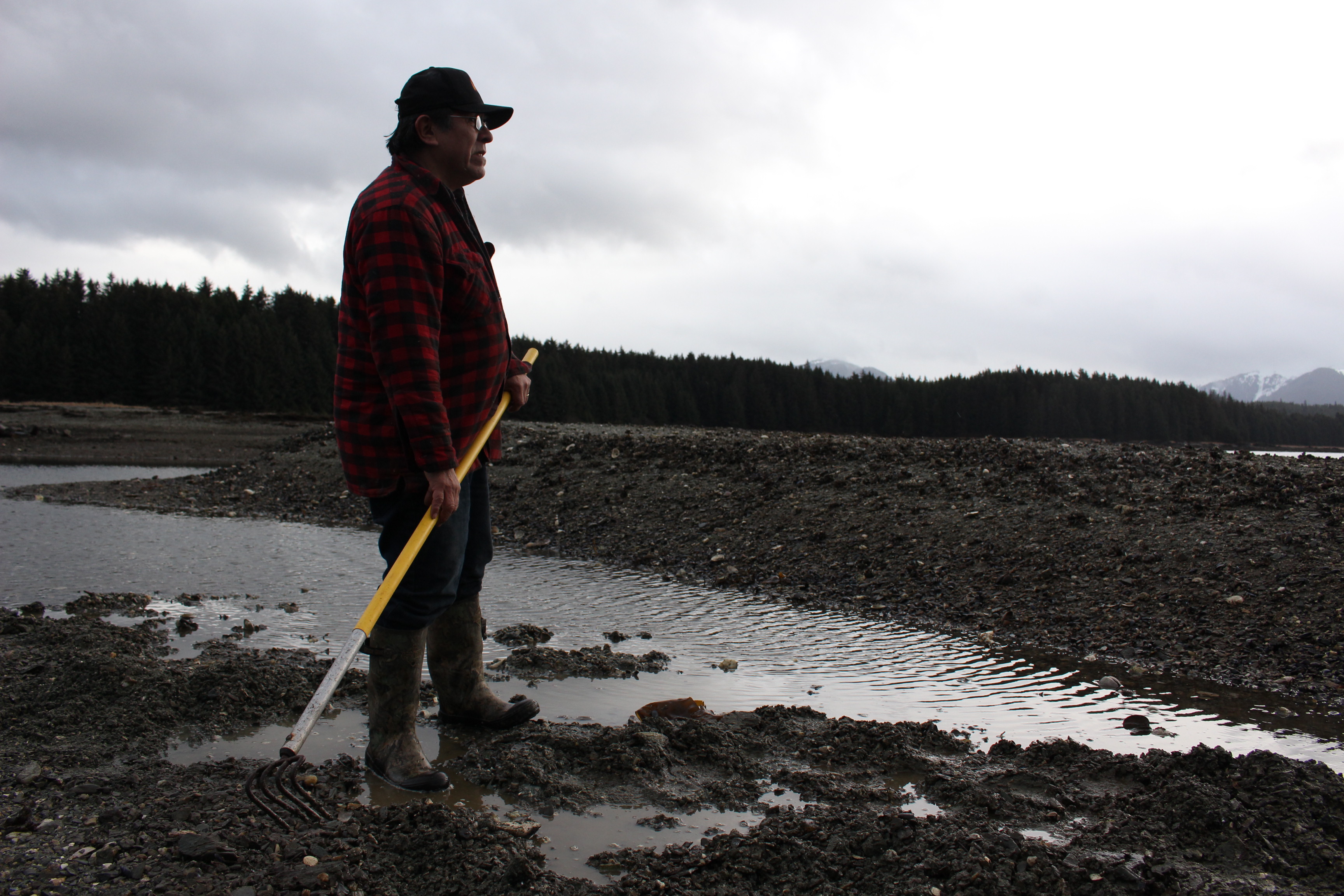 Alan Zuboff comes to these Angoon flats almost every day to dig for cockles. (Photo by Elizabeth Jenkins - KTOO)
