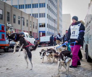 Norri's lead dog Ripp bounces in his harness at the ceremonial start of the Iditarod in Anchorage in 2015. Photo: Zachariah Hughes.
