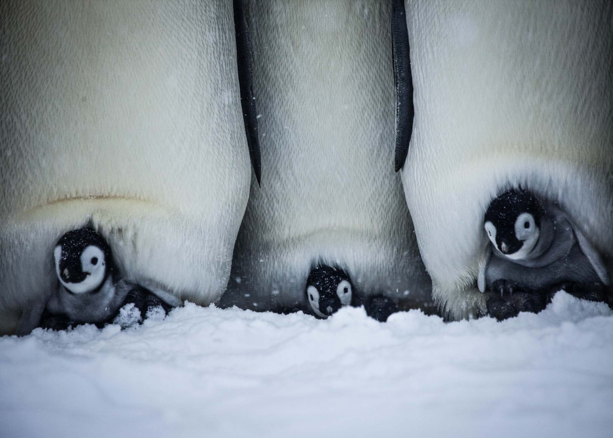 Three chicks on their parents feet. (Photog Courtesy of Frederique Olivier/© John Downer Productions)